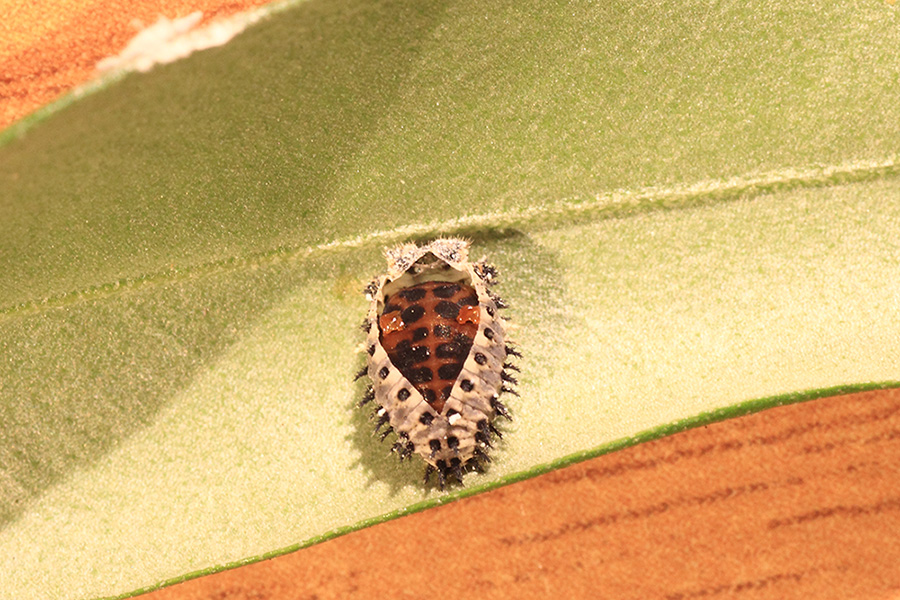 Parassita ulivo?  No, pupa di Coccinellidae da identificare